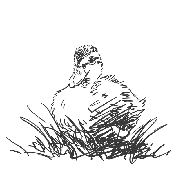 Hand-drawn duckling sketch — ストックベクタ