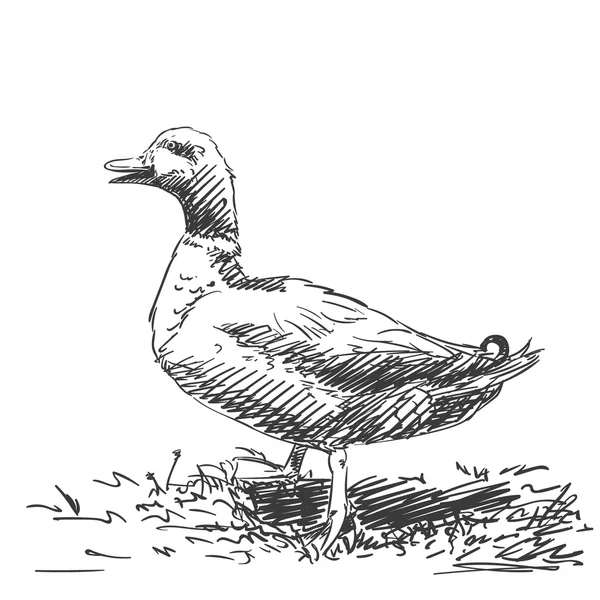 Esboço de pato desenhado à mão — Vetor de Stock
