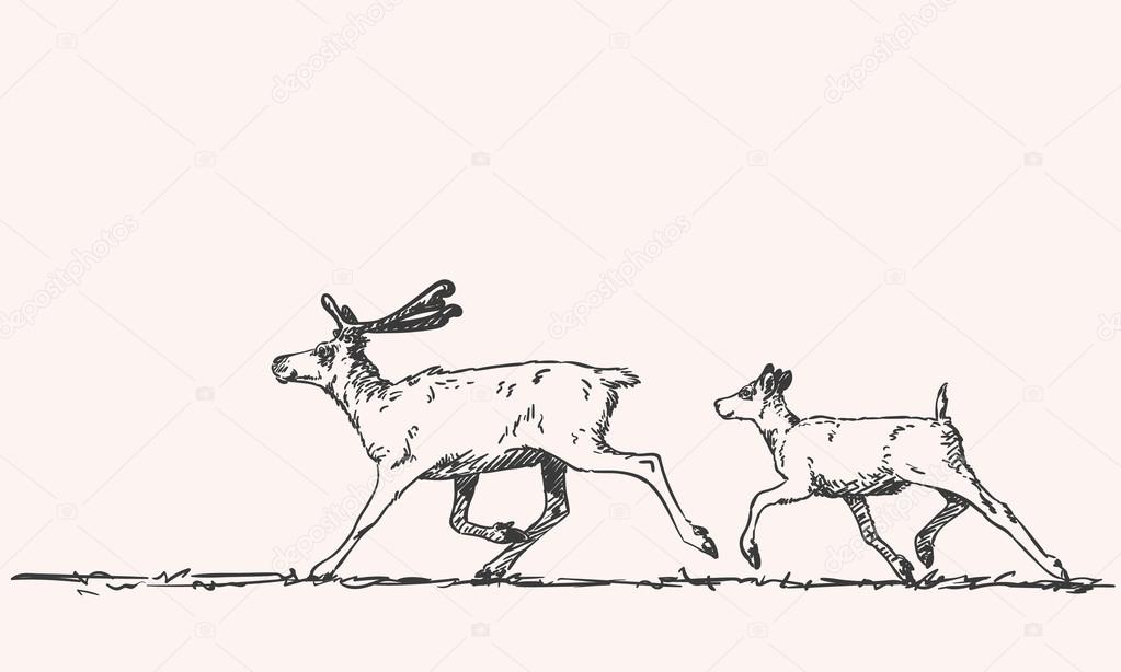 hand-drawn sketch of reindeers