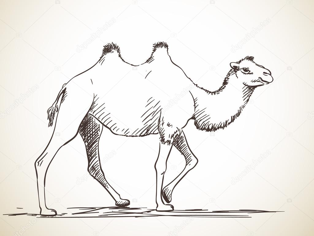 Sketch of two-hump camel