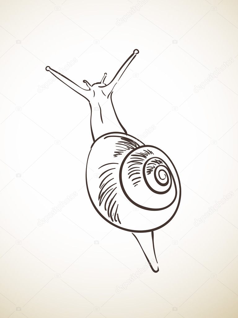 hand-drawn sketch of snail