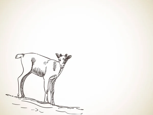 Ескіз оленів ізольовано — стоковий вектор