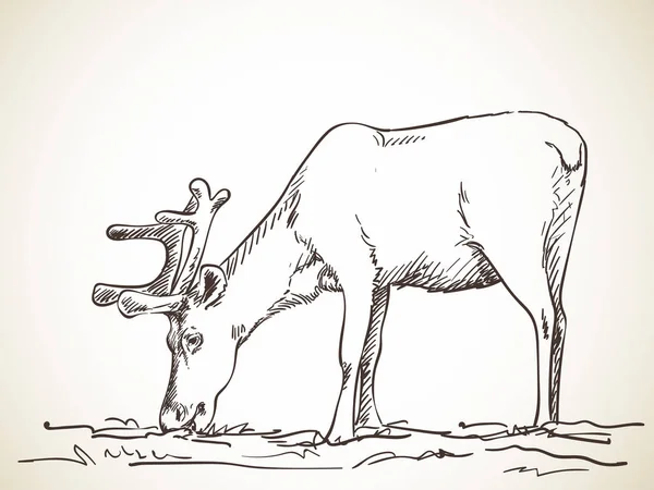 Sketch of reindeer grazing — Stock Vector