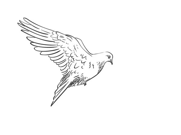 Croquis de pigeon oiseau — Image vectorielle