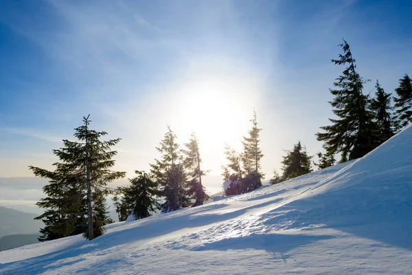 Bellissimo paesaggio montano invernale con alberi di abete innevati nella luce del sole e nebbia mattutina . — Foto Stock