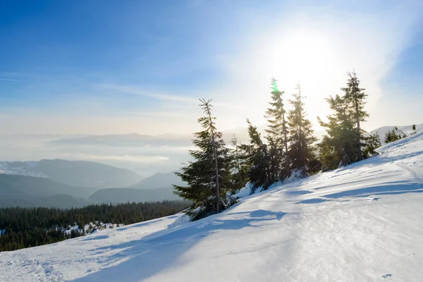 Bellissimo paesaggio montano invernale con alberi di abete innevati nella luce del sole e nebbia mattutina . — Foto Stock