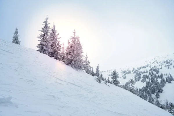 Bellissimo paesaggio montano invernale con alberi di abete innevati nella luce del sole e nebbia mattutina . — Foto Stock