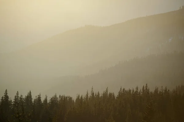 Alberi di abete sulla collina di montagna nella nebbia del mattino. Bella foresta sfondo . — Foto Stock