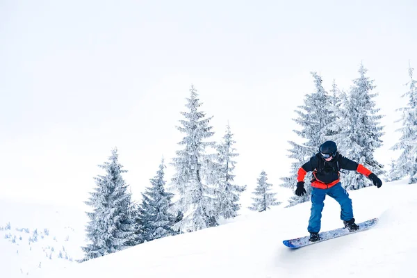 Snowboarder Equitação Snowboard na encosta perto de árvores de abeto nas montanhas. Snowboarding e conceito de esportes de inverno — Fotografia de Stock