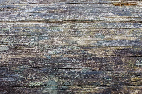 Natural old walnut wood slab — Stock Photo, Image