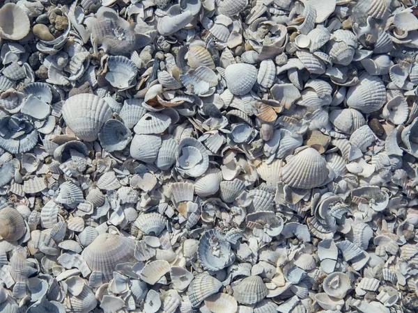 Belo fundo de conchas do mar — Fotografia de Stock