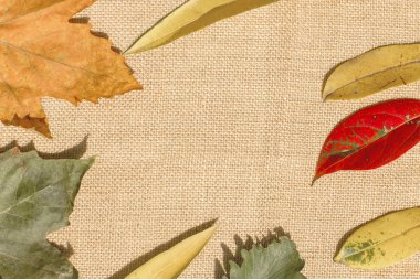 Tuval üzerine subtropikal düşen yapraklar. Sonbahar kavramı.