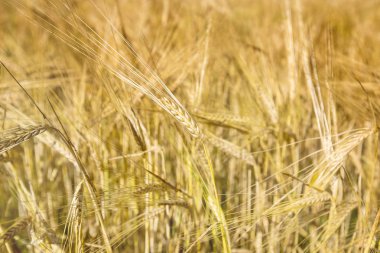 Yazın sonunda tamamen olgunlaşmış buğday tarlaları