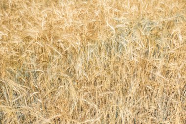Yazın sonunda tamamen olgunlaşmış buğday tarlaları