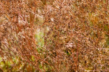 Şemsiye bitkiler - dereotu Anethum büyümek bahçede.