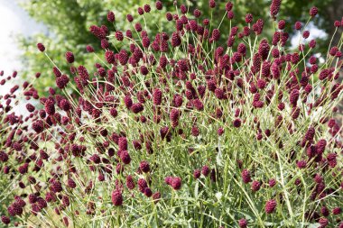 Sanguisorba officinalis. great burnet. Chinese Herbal Materia Medica by Dan Bensky Di Yu. the root is used to stop bloody dysentery, nosebleeds, and is applied topically to treat burns and insect clipart