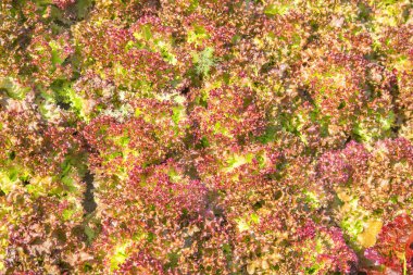 arka plan kırmızı marul yaprağı