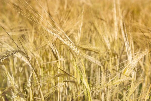 Yazın sonunda tamamen olgunlaşmış buğday tarlaları