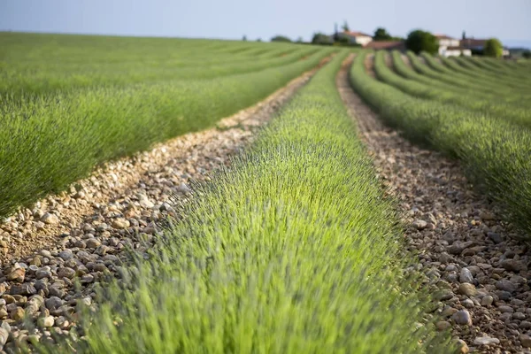 Lavendel fält i början av sommaren — Stockfoto