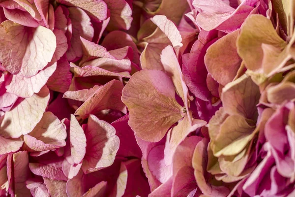 Pétalos de flor rosa de primer plano. fondo abstracto. bueno para el fondo de pantalla . — Foto de Stock