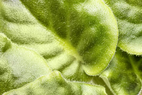 green violet leaves. macro