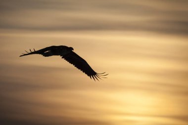 Gün batımına karşı Ak kuyruklu kartal silüeti