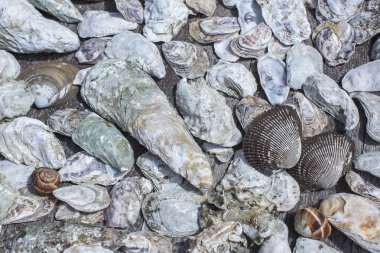 Kabukları, deniz ürünleri ve taş ahşap bir masa üzerinde. Doku deniz ürünleri.