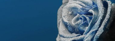 A frozen rose in the snow. Close-up. Winter background. clipart