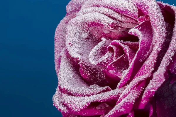 Una rosa congelada en la nieve. Primer plano. Fondo de invierno . — Foto de Stock