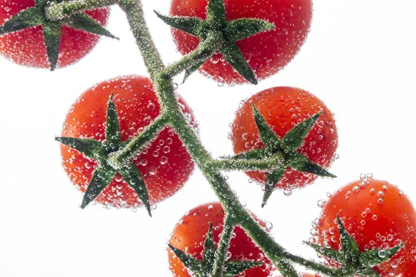 Red cherry tomatoes on branch on white background — Stock Photo, Image