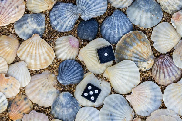 Dados en el fondo de conchas de mar —  Fotos de Stock