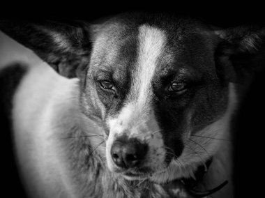 Zavallı başıboş köpek yakalanır