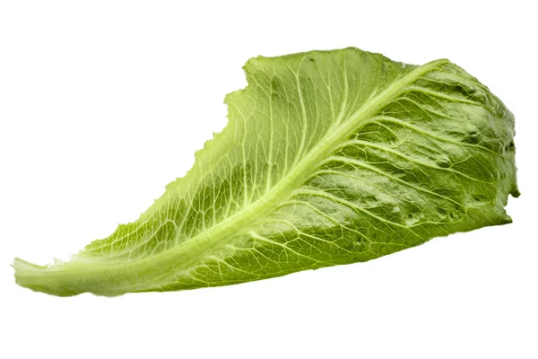 Romaine Hoja de lechuga aislada sobre fondo blanco —  Fotos de Stock