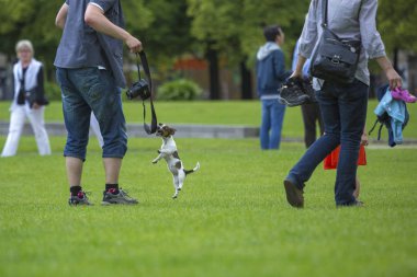 Berlin, Almanya - 11 Haziran 2913: Berlin şehir hayatından güzel sahne. Küçük bir köpek park ziyaretçileri ile çalış.