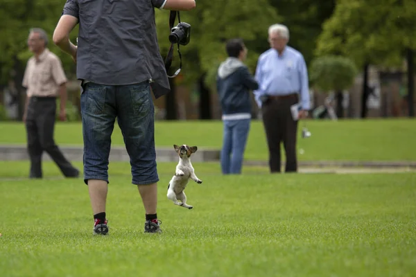 ベルリン, ドイツ - 2913 年 6 月 11 日: ベルリンの都会の生活から素敵なシーンです。公園への訪問者を果たしている小さな犬. — ストック写真