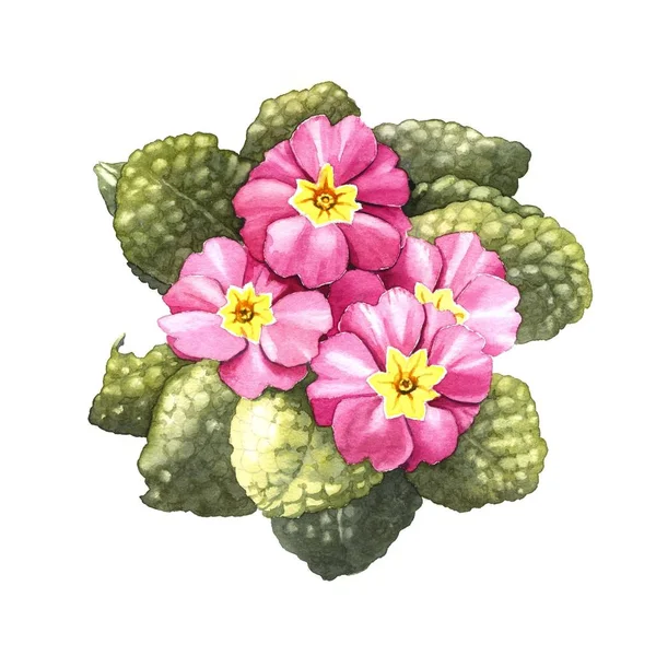 Primula, illustrazione ad acquerello — Foto Stock