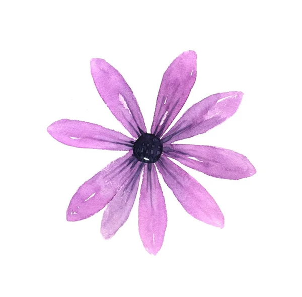 Lilac Daisy watercolor — Stock Photo, Image