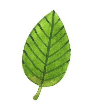 Yeşil yaprak. Suluboya