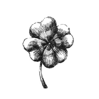 Yonca yaprağı. Elle çizilmiş