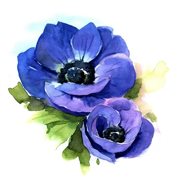 Anemone. Watercolor illustration — Stock Photo, Image
