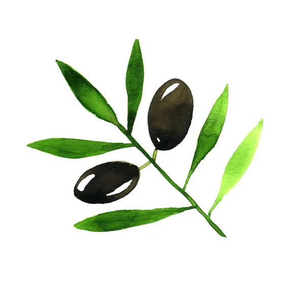 Olive Branch. Watercolor — Stock Photo, Image
