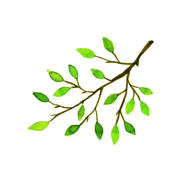 Гілка листяного дерева. Акварель — стокове фото