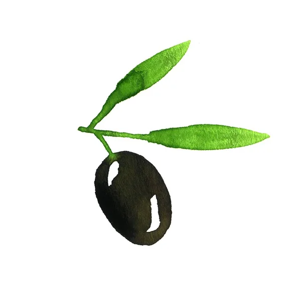 Olivová ratolest. Akvarel — Stock fotografie