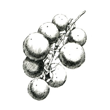 Bir domates dalının el çizimi siyah beyaz resmi. Sadece JPEG