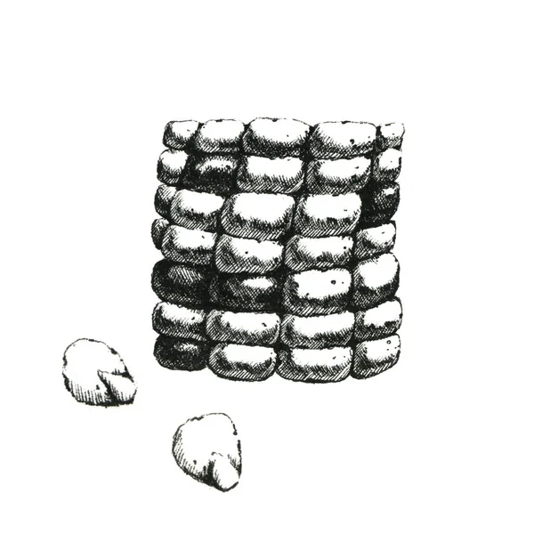 Ręcznie Rysowany Czarno Biały Obraz Kawałka Kolby Kukurydzy Tylko Jpeg — Zdjęcie stockowe