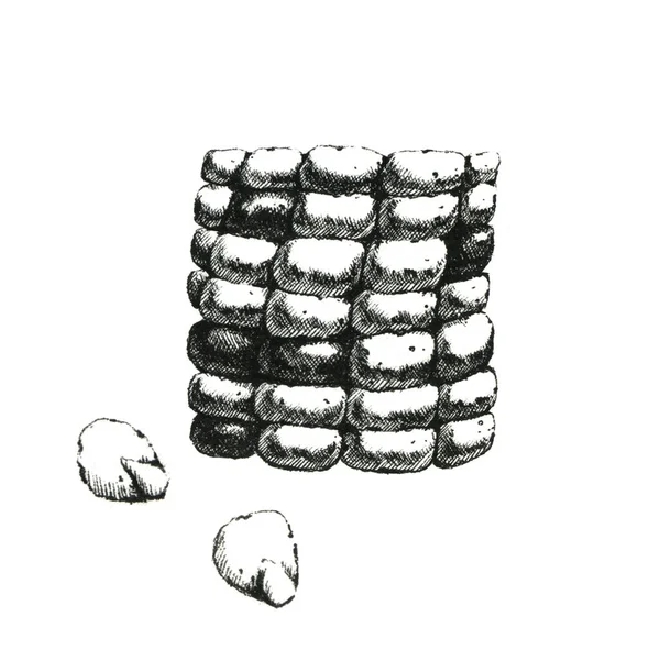 Hand Drawn Black White Image Piece Corncob Jpeg Only — Stock Photo, Image