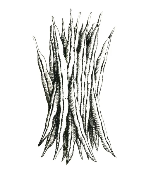 Hand Drawn Black White Image Green Beans Jpeg Only — Stock Photo, Image