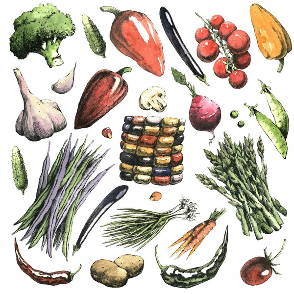 Acuarela Dibujado Mano Conjunto Verduras Sólo Jpeg — Foto de Stock