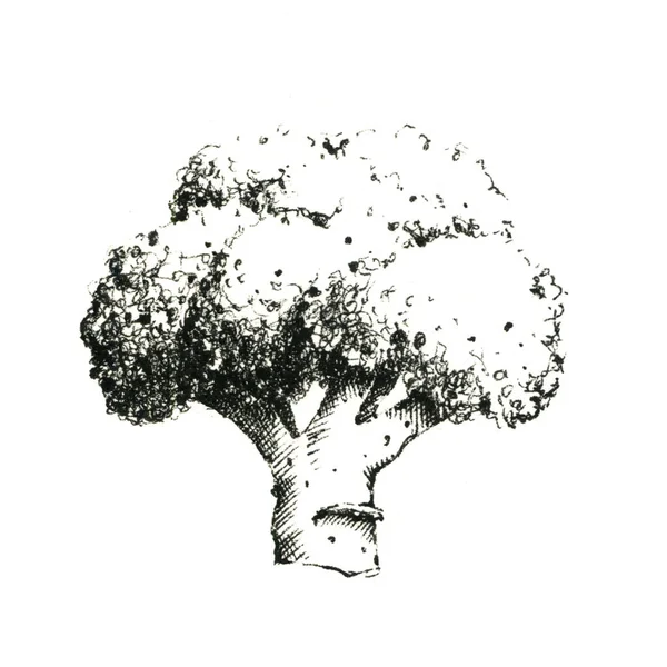 Image Noir Blanc Brocoli Dessinée Main Jpeg Seulement — Photo