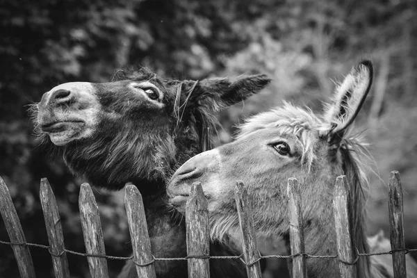 2 つのかわいいロバ — ストック写真